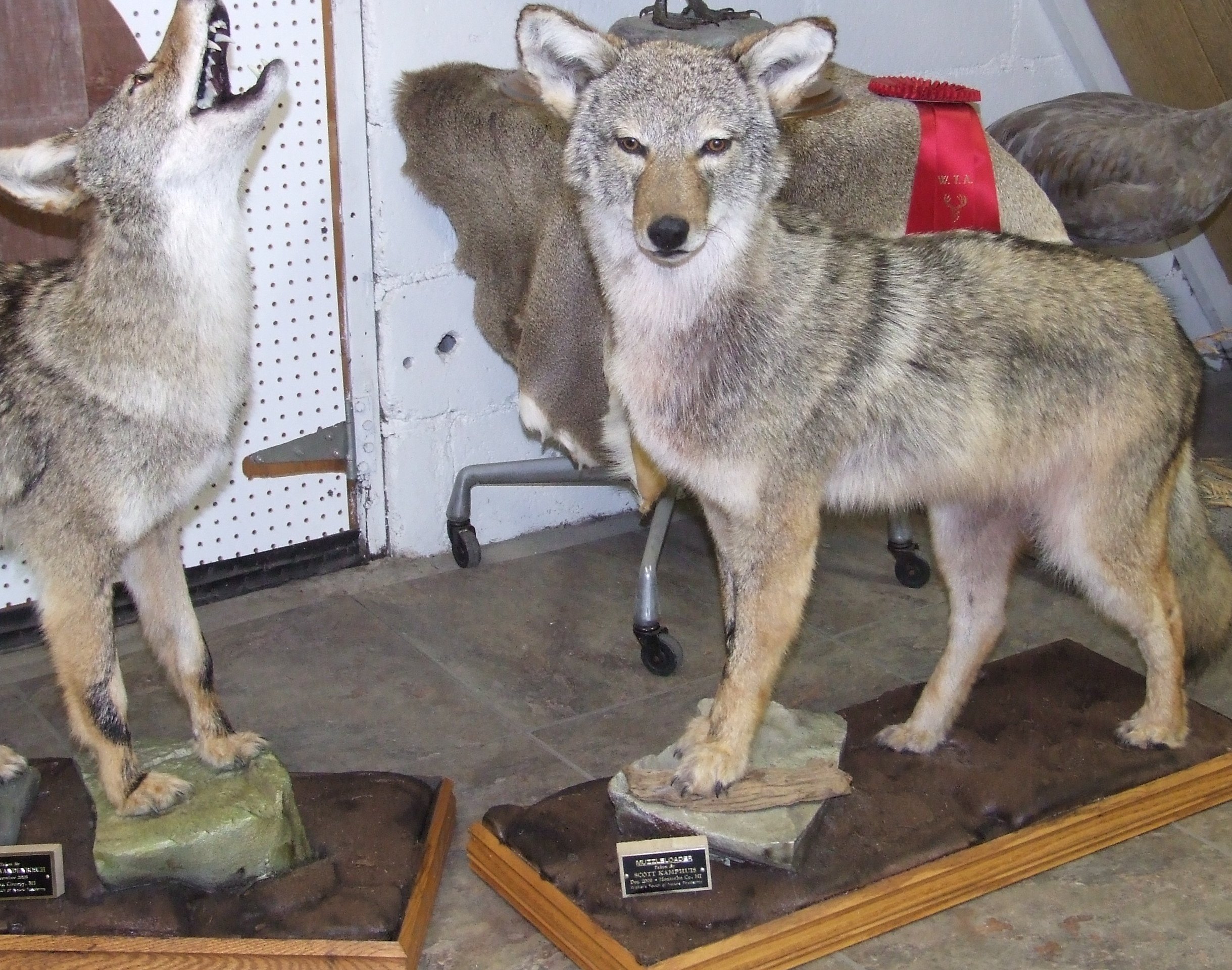 Walker's Touch Of Nature Taxidermy